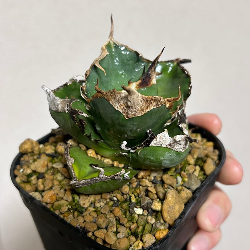 アガベ 南アフリカダイヤモンド ムチムチ良型個体 | アガベ専門店