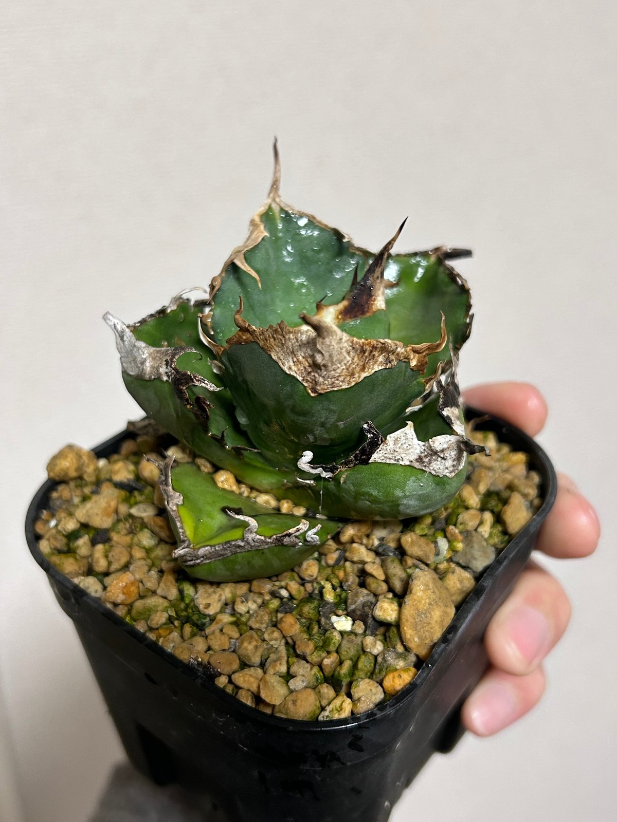 アガベ 南アフリカダイヤモンド ムチムチ良型個体 | アガベ専門店