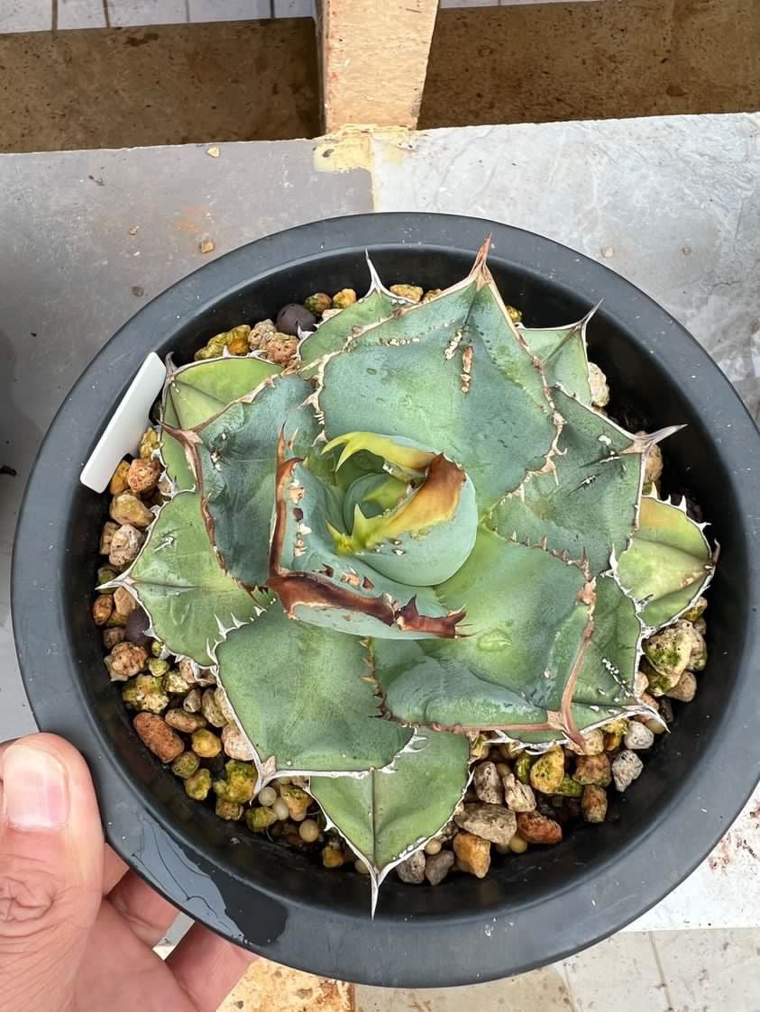 多肉植物アガベ チタノタ ブツブツ系鰐亀TC株 観葉植物