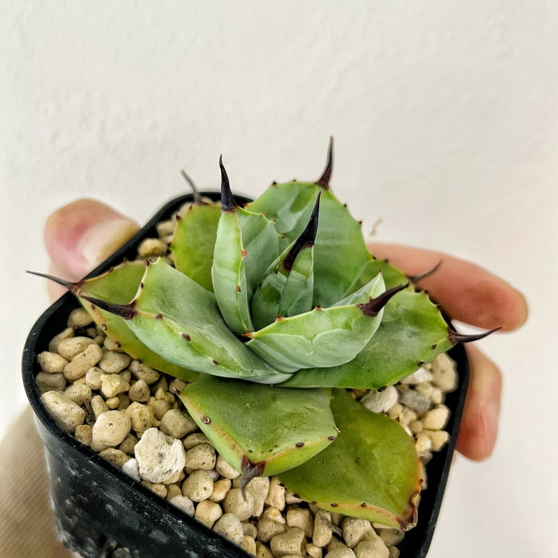 アガベ マクロアカンサ×イシスメンシス ハイブリッド | Heartplants