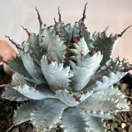 商品 | アガベ専門店 Heart plants.