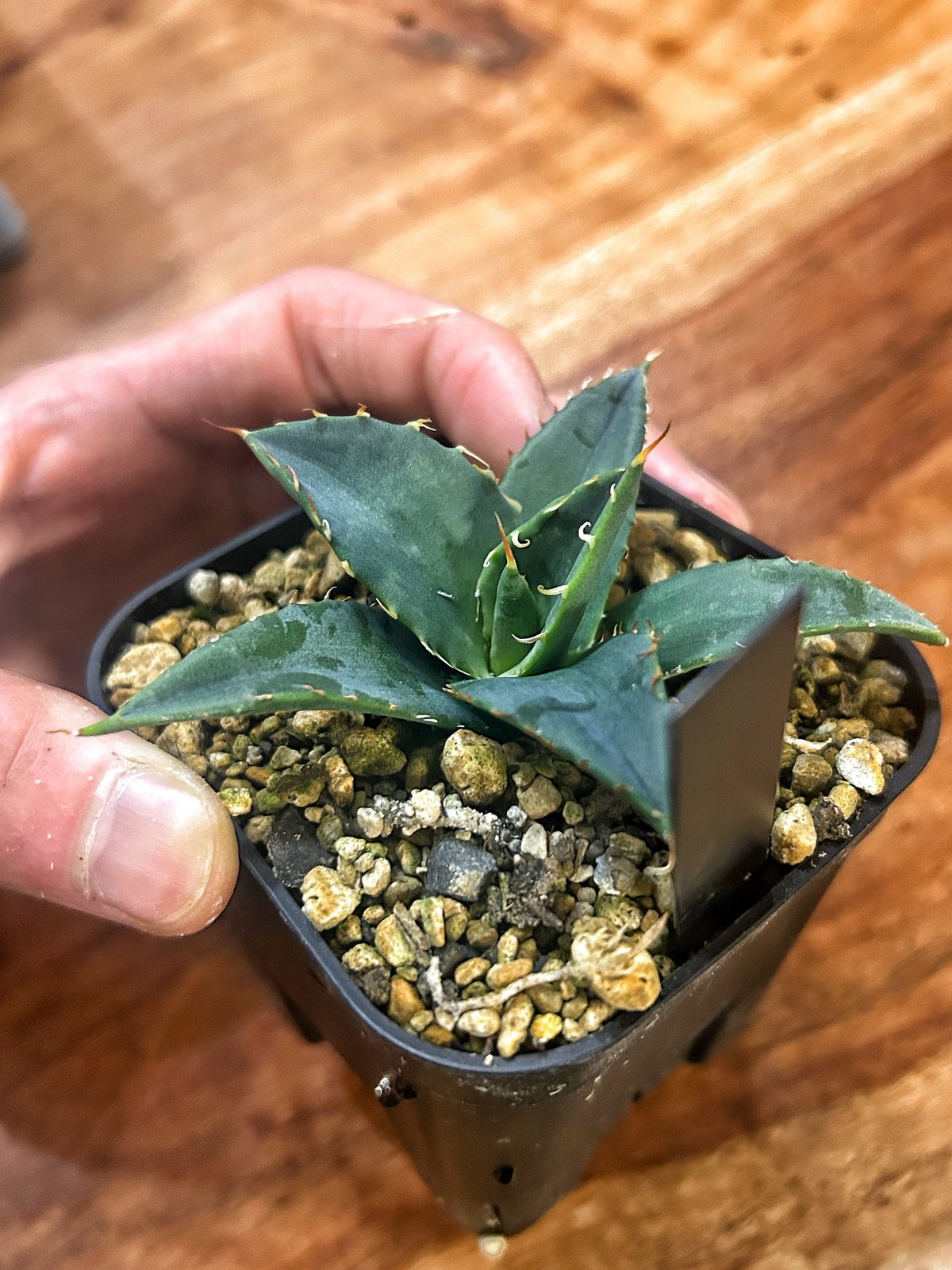 アガベ　お得セット　18株　オテロイ　エボリスピナ他　A アガベ エボリスピナ×オテロイ ハイブリッド | アガベ専門店 Heart plants.