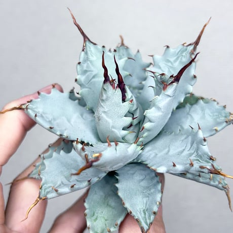 CATEGORY Agave | アガベ専門店 Heart plants.