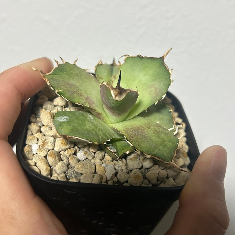 アガベ King Arthur キングアーサー 発根済み | アガベ専門店 Heart pla