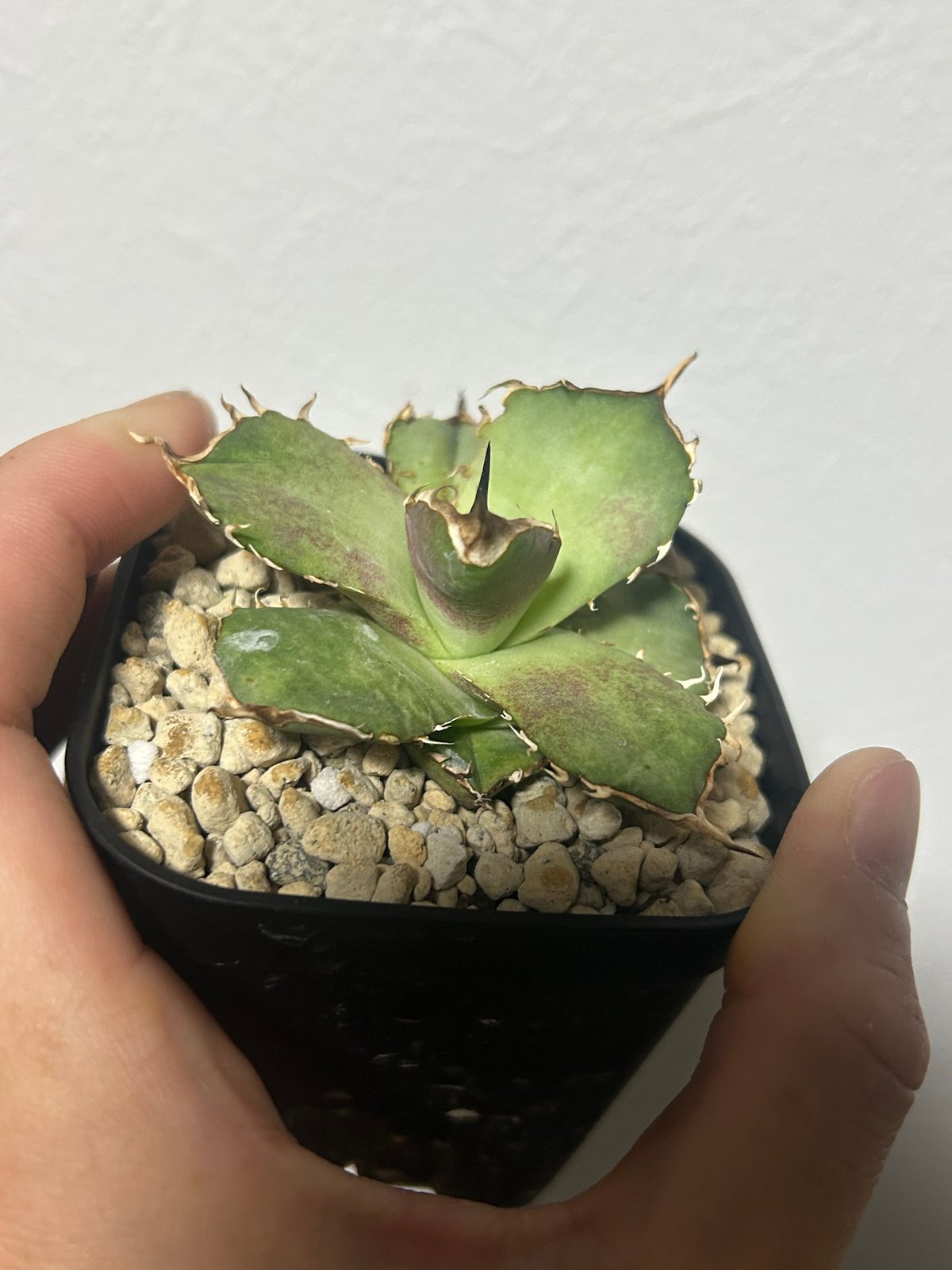 アガベ King Arthur キングアーサー 発根済み | アガベ専門店 Heart pla