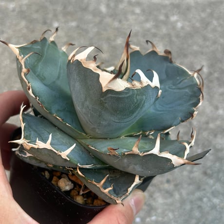 アガベ専門店 Heart plants.