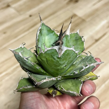 アガベ HADDS 国内4月18日発売予定】 ベドウィン & ザ ハートブレイカーズ