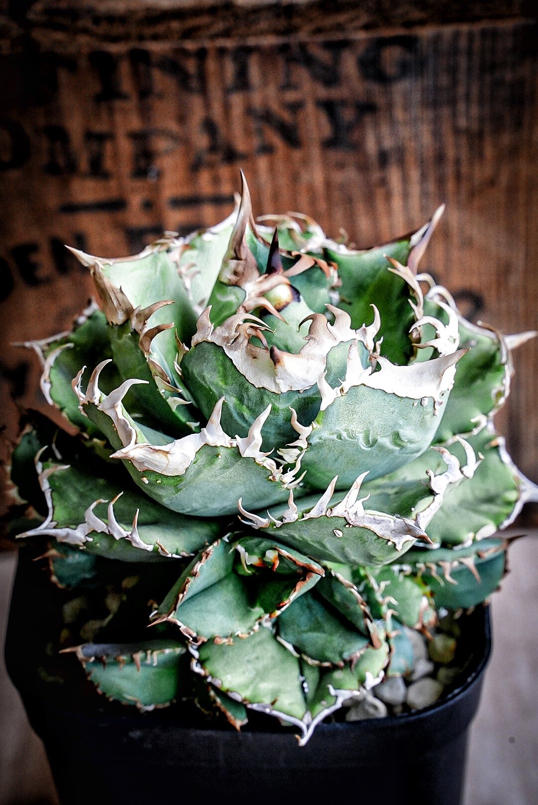 アガベ　agave 毒蛇 fit=scale-down,w=1200