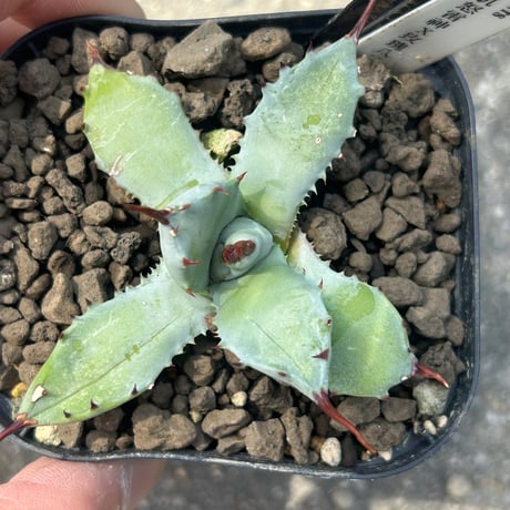 アガベ　芙蘿菈種兄弟　A41特白肌×玫瑰八荒