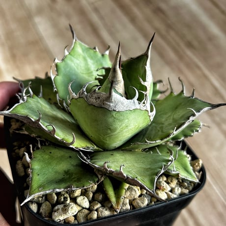 CATEGORY Agave | Heartplants