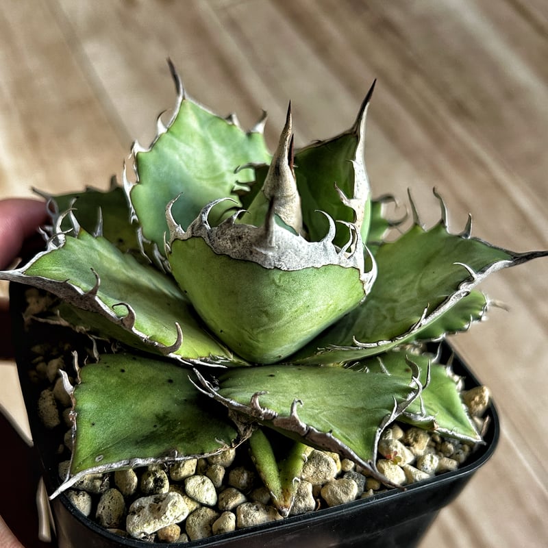アガベ ウリエル実生 オアハカオテロイ 選抜個体 ③ | Heartplants アガベ ウリエル実生 オアハカオテロイ 選抜個体 ③ | Heartplants