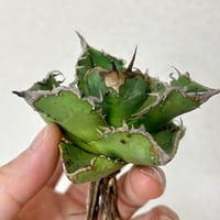アガベ 緑暴龍 子株 発根済み | アガベ専門店 Heart plants.