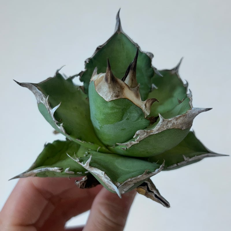 アガベ オテロイ実生 選抜個体 | アガベ専門店 Heart plants