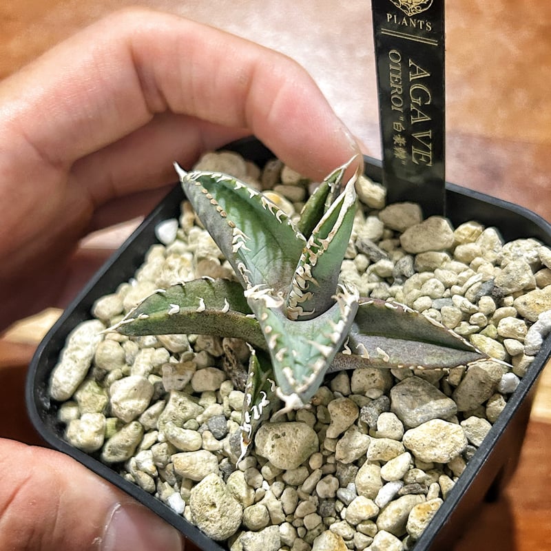 アガベ 白豪棘 龍球会OC子株 発根済み オテロイ | Heartplants