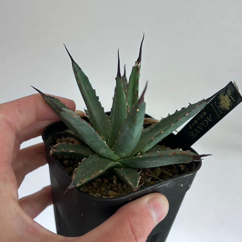アガベ 妖炎×笹雪 希少ハイブリッド 子株 | アガベ専門店 Heart plants.