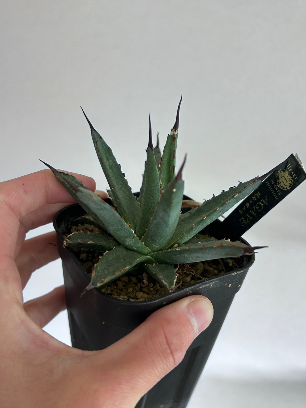 アガベ 妖炎×笹雪 希少ハイブリッド 子株 | アガベ専門店 Heart plants.