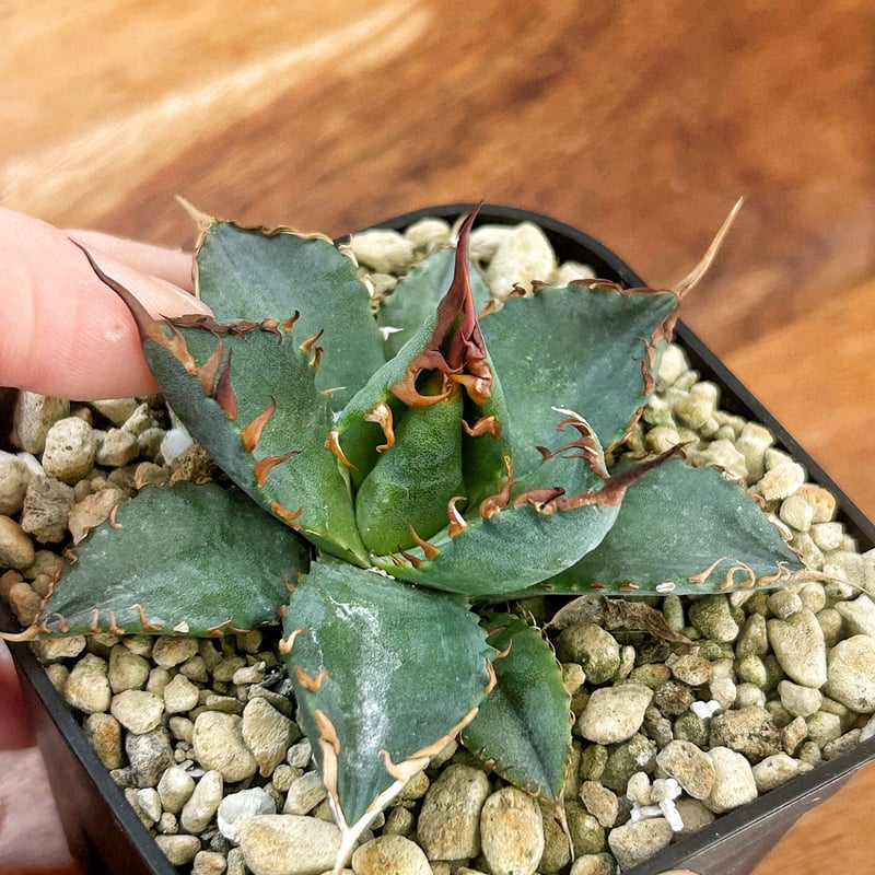 アガベアメリカーナ竜舌蘭リュウゼツラン13本セット