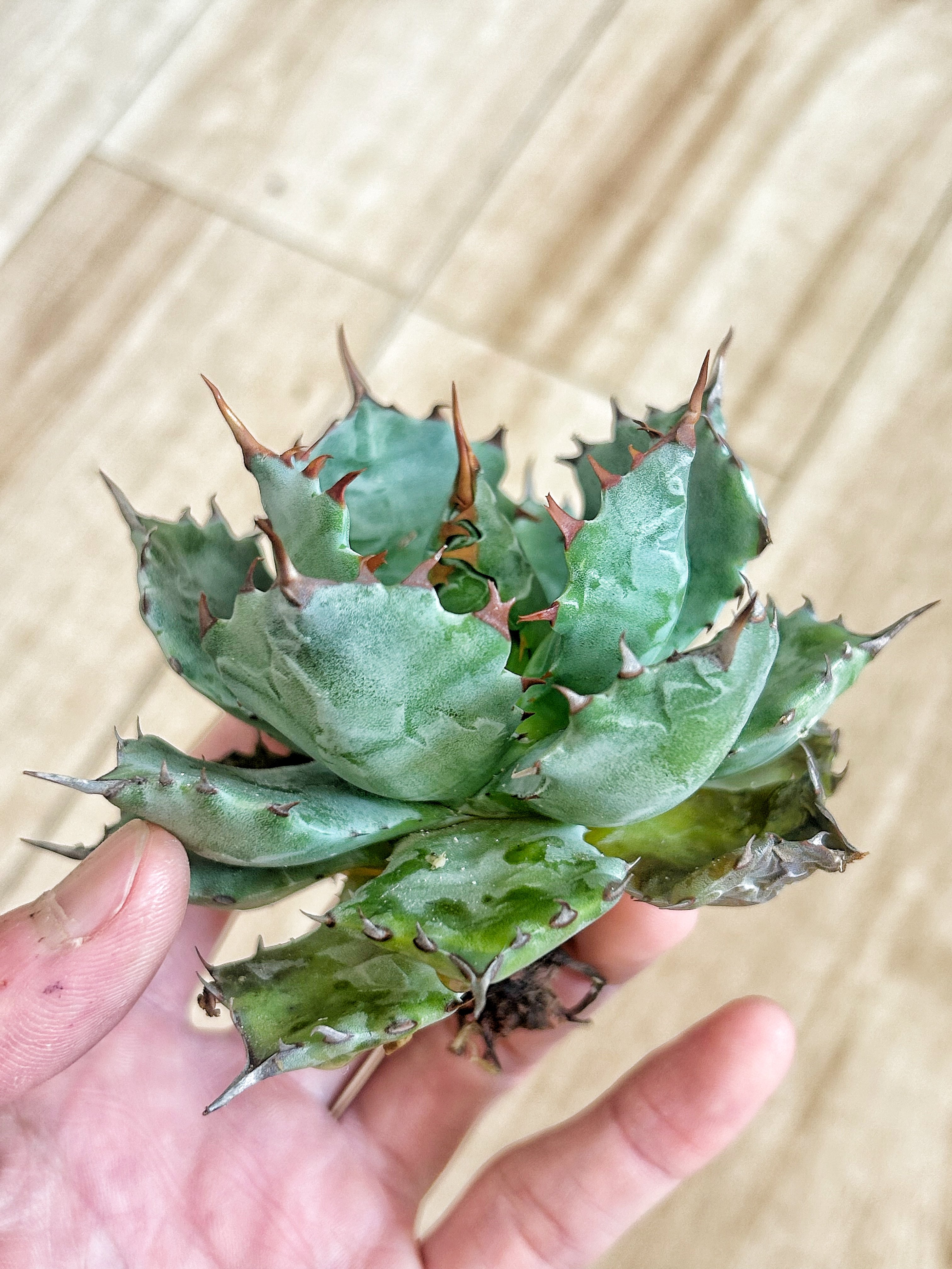 アガベ 特白肌（怒雷神×甲蟹）子株 発根済み | アガベ専門店 Heart plants.