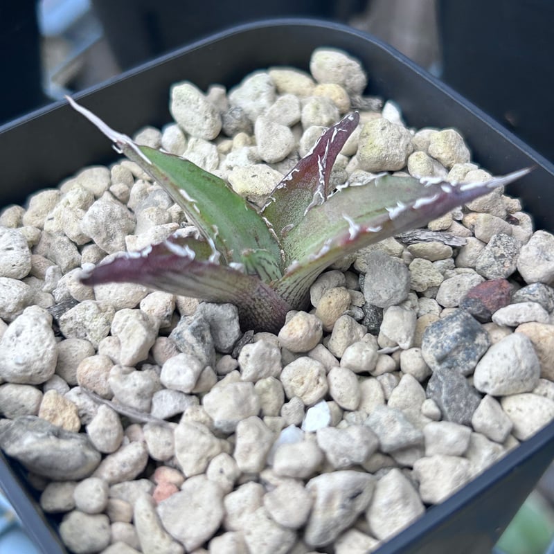 アガベ 超ブツブツ裏棘 特選キシロナカンサ | アガベ専門店 Heart plants.
