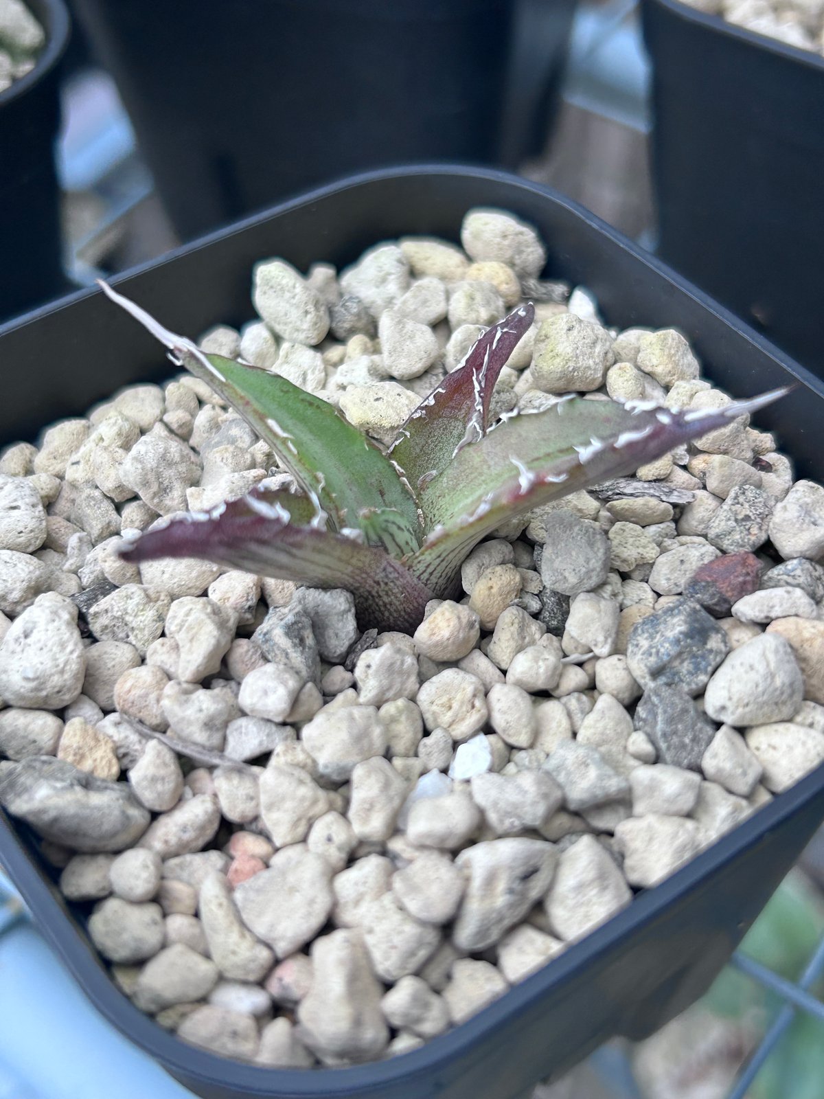 アガベ 超ブツブツ裏棘 特選キシロナカンサ | アガベ専門店 Heart plants.