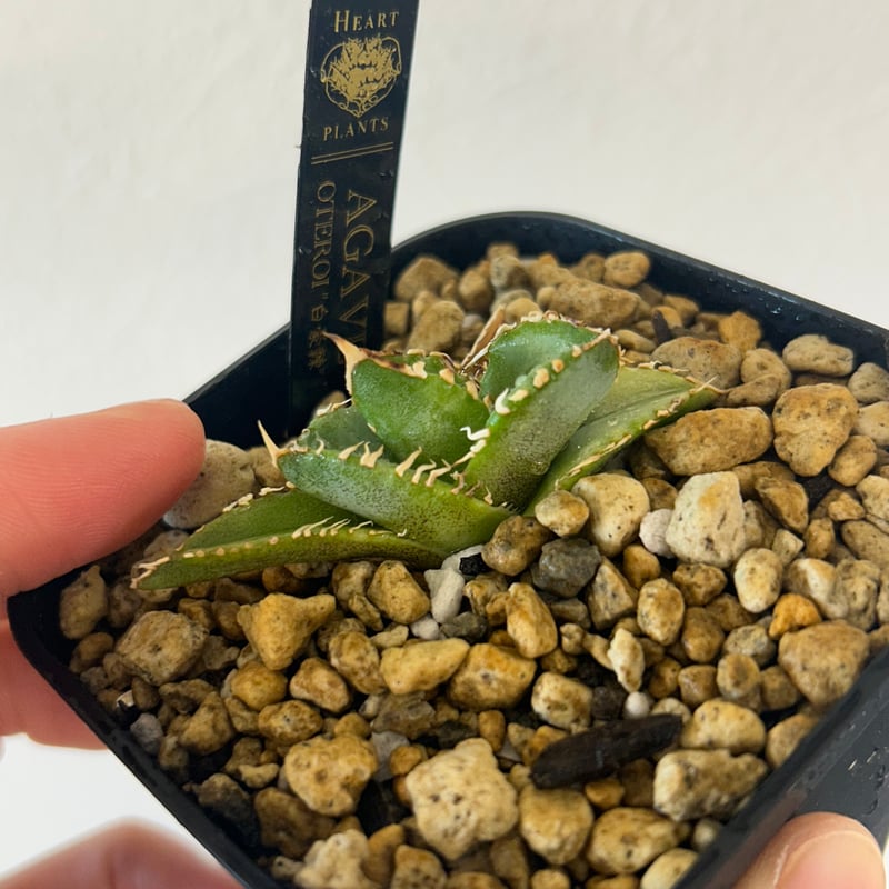 アガベ 白豪棘 龍球会OC子株 発根済み オテロイ | Heartplants