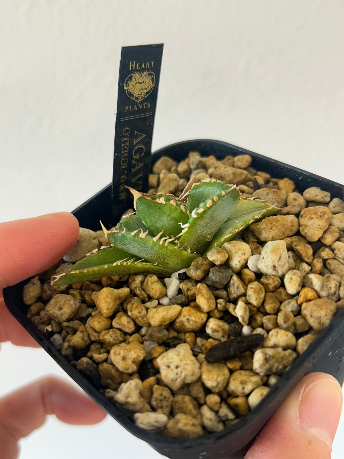 アガベ 白豪棘 龍球会OC子株 発根済み オテロイ | Heartplants