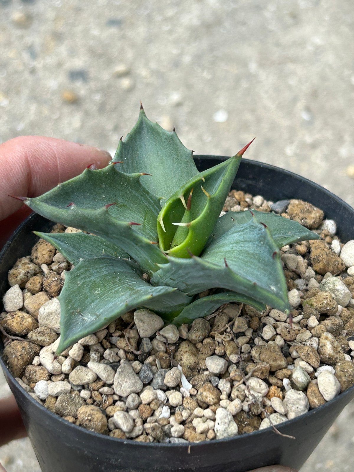 アガベ マルガリータ実生③ | アガベ専門店 Heart plants.