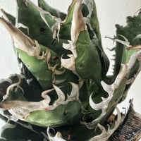 特白肌怒雷神×屈原の舞扇🪭A7 子株 | Heartplants