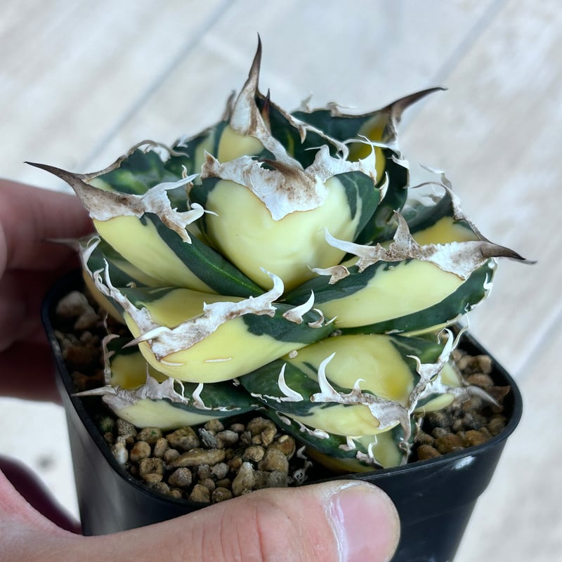 アガベ SAD 白中斑入り 美形株 | アガベ専門店 Heart plants.