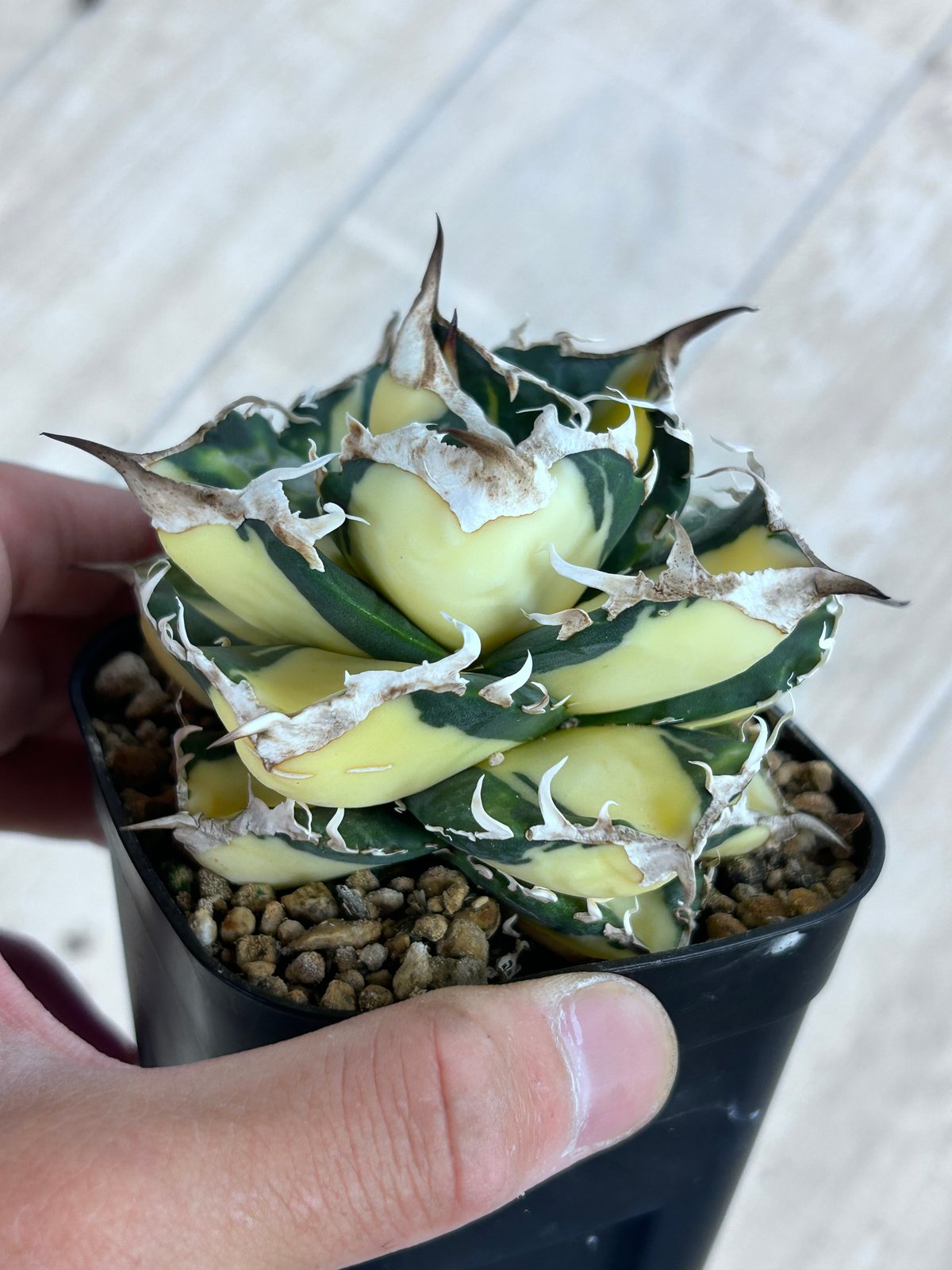 アガベ SAD 白中斑入り 美形株 | アガベ専門店 Heart plants.