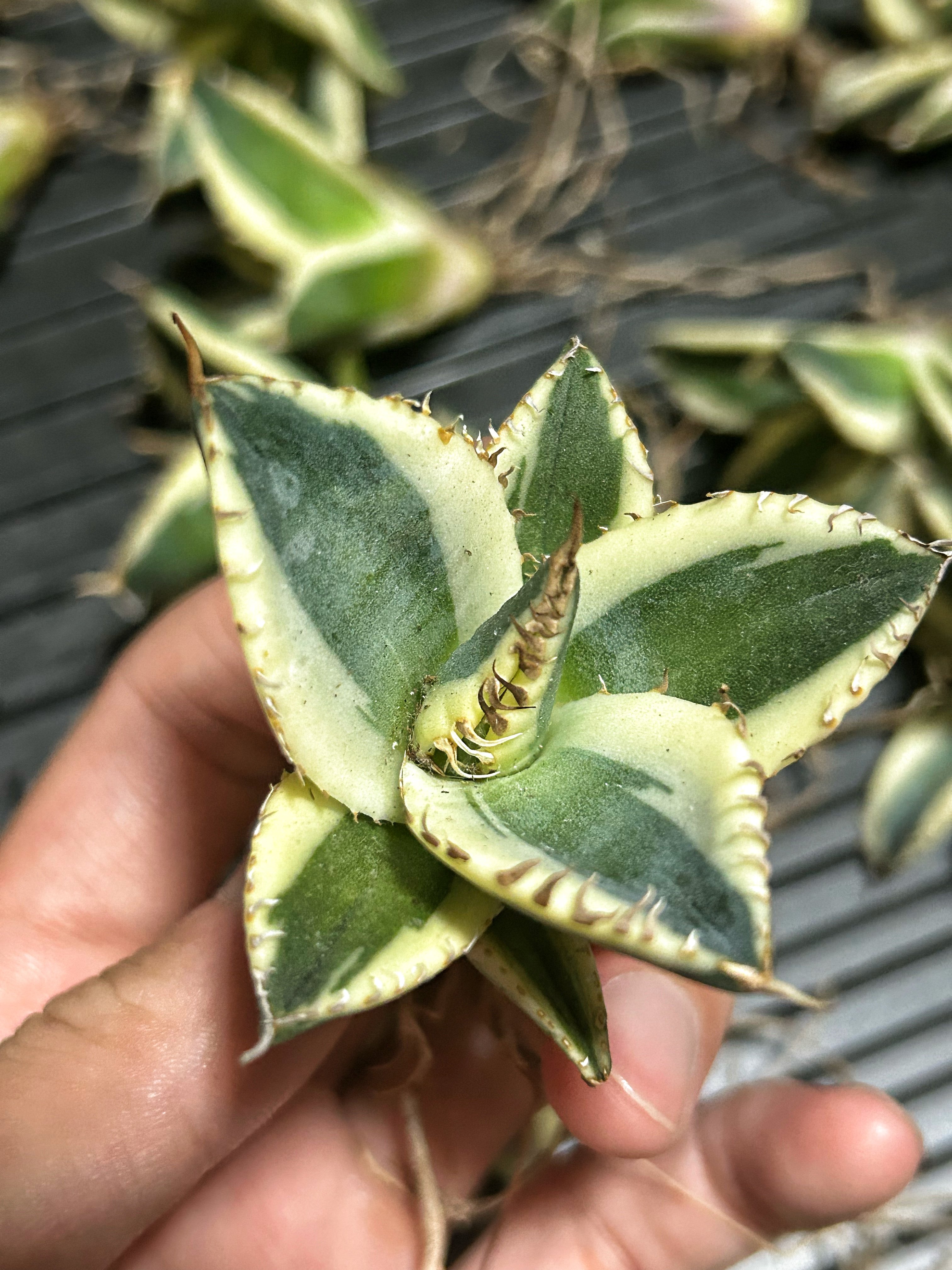 アガベ スナグルトゥース 子株 | アガベ専門店 Heart plants.