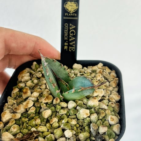 アガベ 　管理ネーム"昇龍" オテロイ
