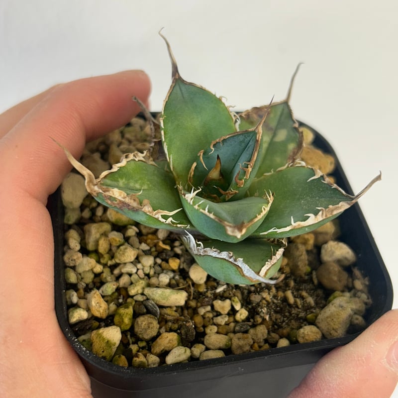 アガベ heart plants numbers 002 HP002 | アガベ専門店 Hea