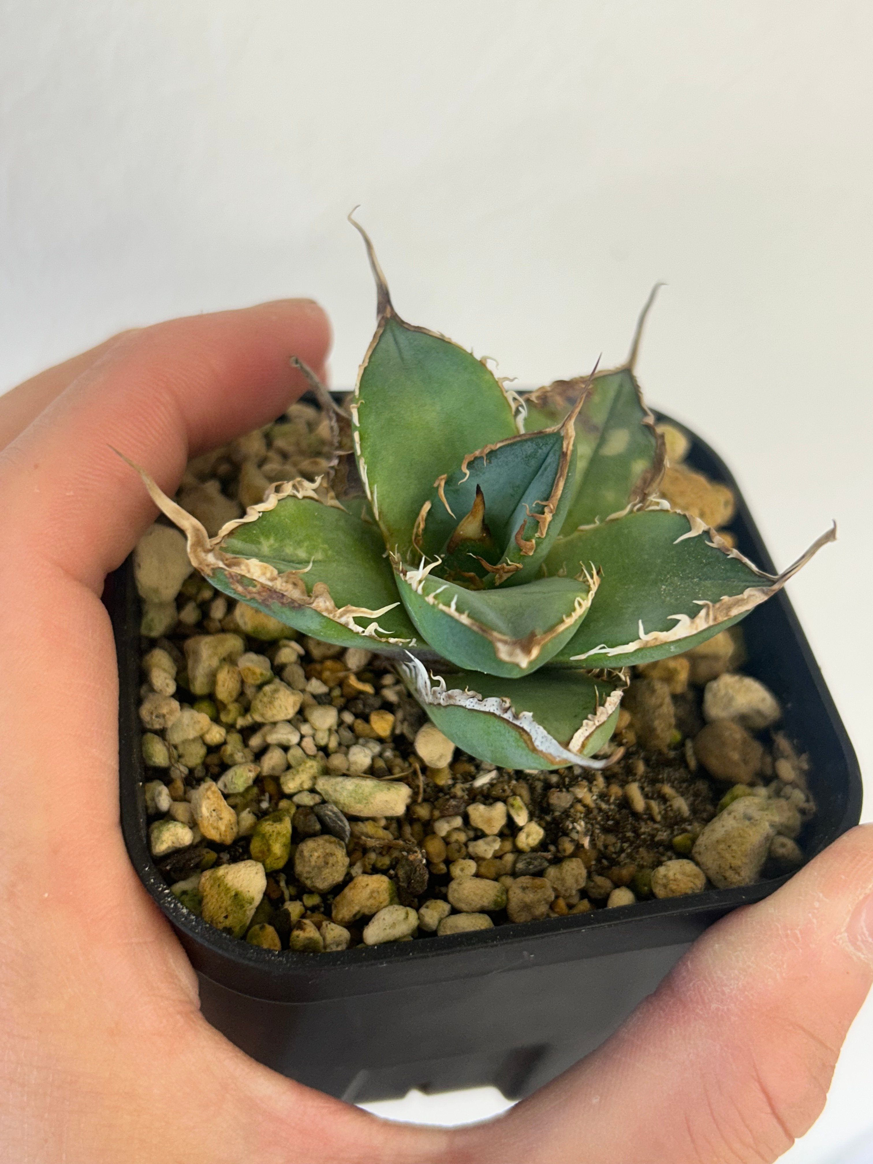 アガベ heart plants numbers 002 HP002 | アガベ専門店 Hea