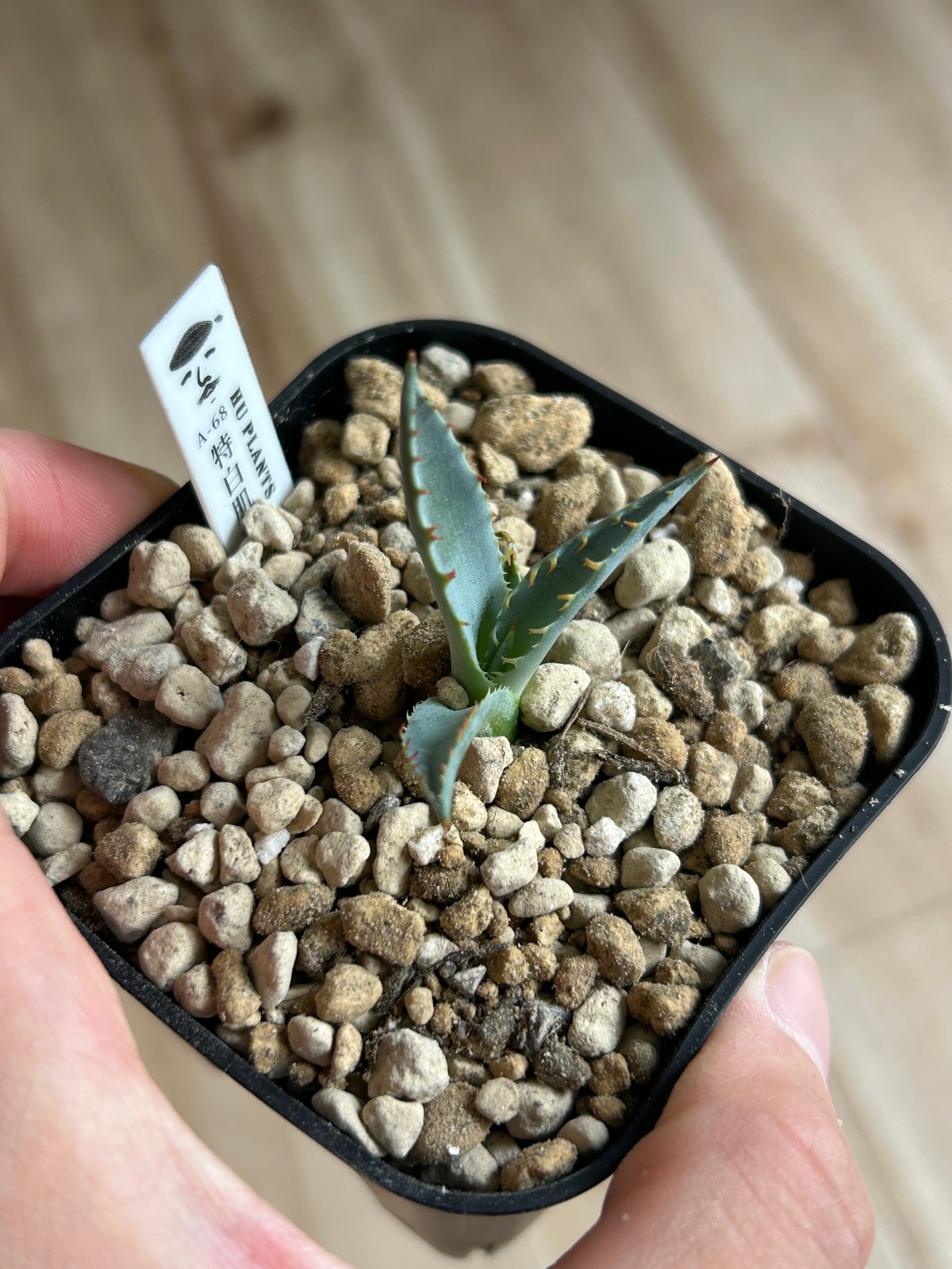 特白肌怒雷神×屈原の舞扇🪭A68 子株 | アガベ専門店 Heart plants.