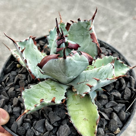 アガベ専門店 Heart plants.