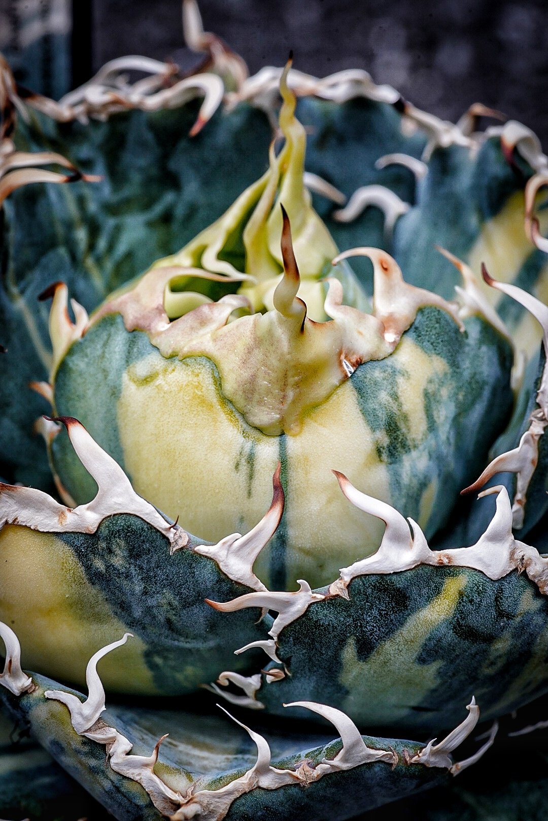 アガベ 安曇野　白鯨 アガベ 氷海inspire 安曇野白鯨斑入 Heartplants育成株 子株