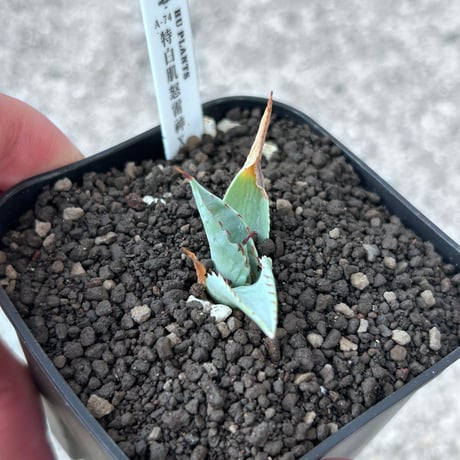 A-74 特白肌×妖炎　huplantsタグ付き
