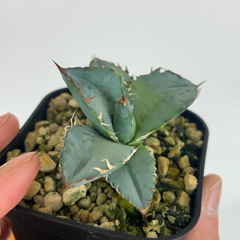 アガベ BEAST 青葉オテロイ最高峰 子株 | Heartplants アガベ BEAST 青葉オテロイ最高峰 子株 | Heartplants