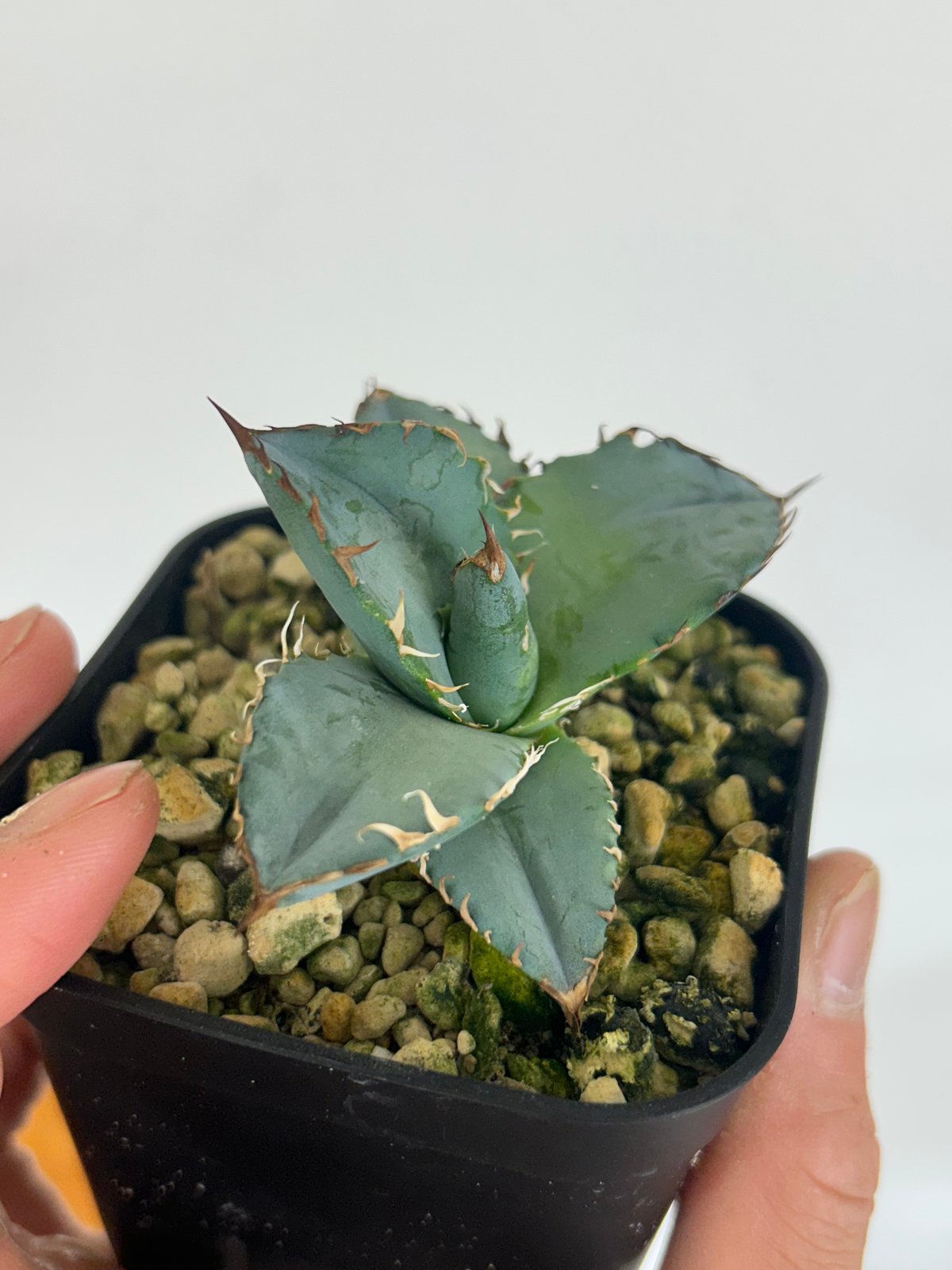 アガベ BEAST 青葉オテロイ最高峰 子株 | Heartplants アガベ BEAST 青葉オテロイ最高峰 子株 | Heartplants