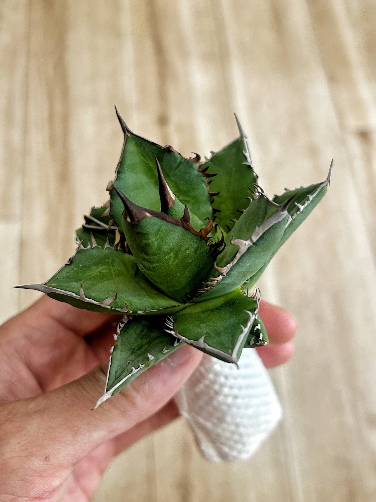 アガベ ホリダ×姫巌龍 ハイブリッド 肉厚短葉個体 | アガベ専門店