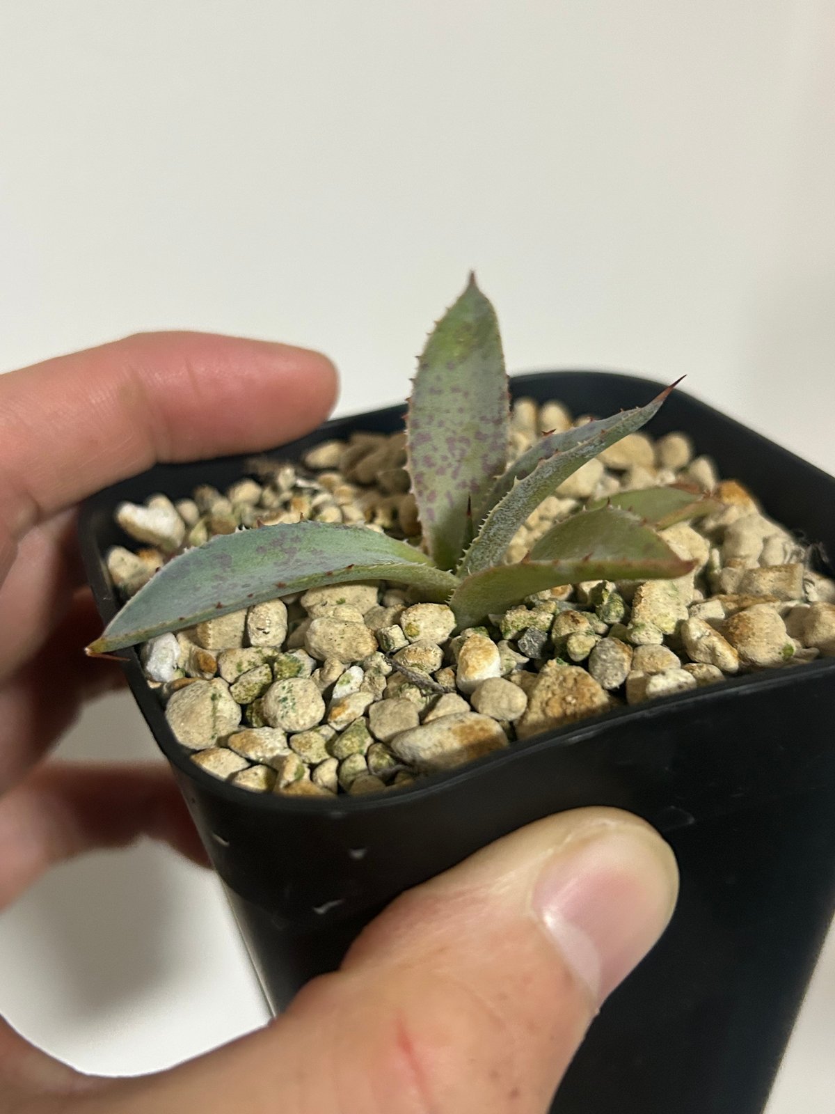 アガベ 焔斧🪓🔥 滝乃白絲×血雷 ハイブリッド 超連棘×スポット 子株