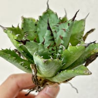 アガベ 毒棘特選シーザー 現地仕入れ株 | アガベ専門店 Heart plants.