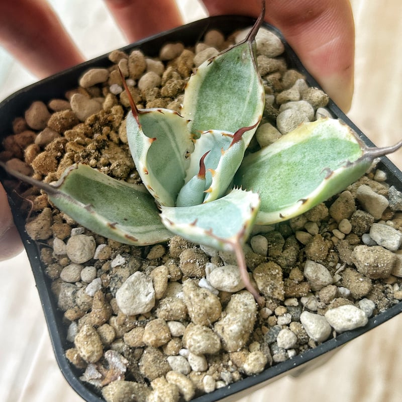 リップルエフェクト‼️アガベ　ドライガーデン　パリー　オリザバ　オルカ Yahoo!オークション -「アガベパリーオリザバ」の落札相場・落札価格