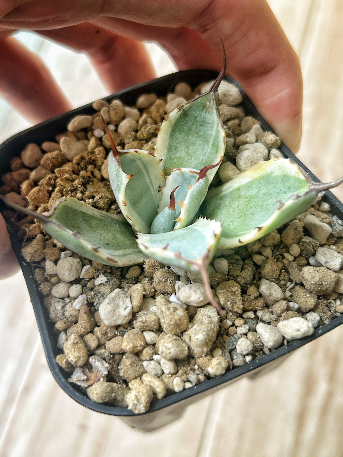 アガベ オリザバ縞斑 希少株 アガベ オリザバ縞斑 希少株 やや傷や汚れあり】アガベ 多肉植物