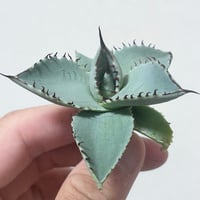 アガベ heart plants numbers 012 HP012子株 | アガベ専門店 H