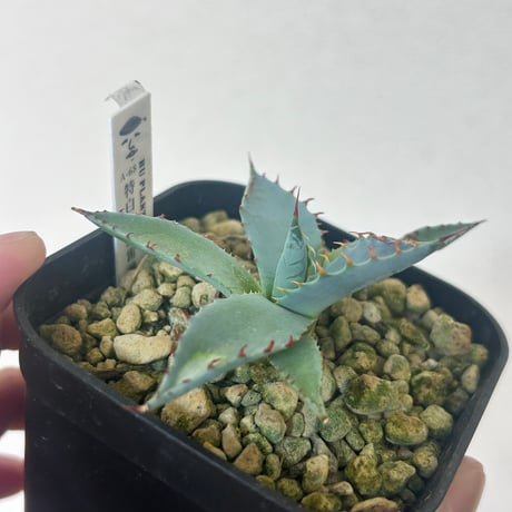 アガベ　特白肌×屈原　A68 huplantsタグ付き