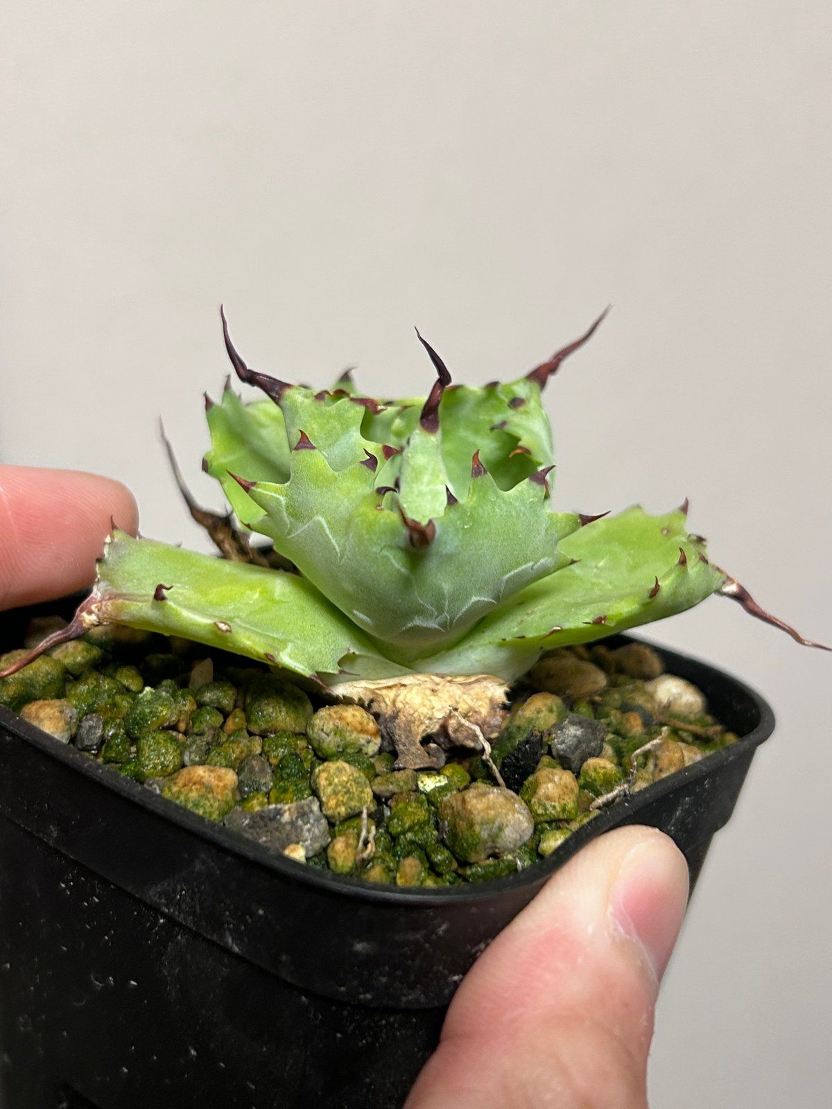 アガベ ポタトラム
