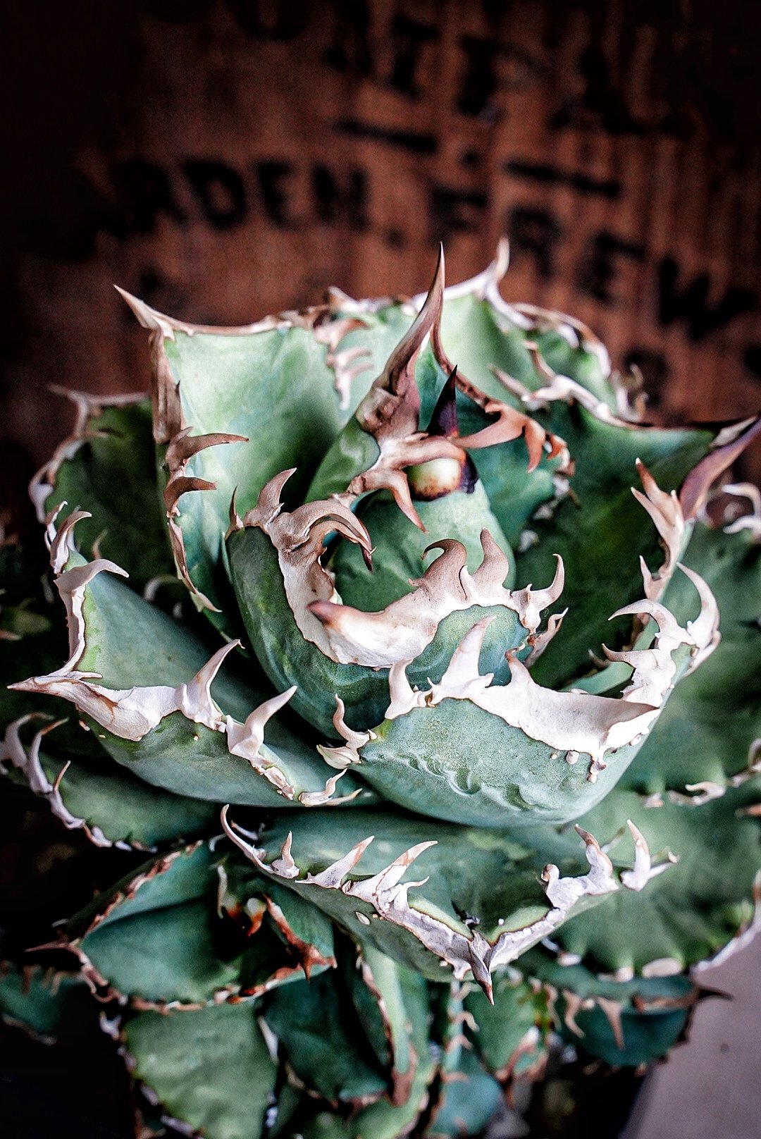 アガベ　agave 毒蛇 fit=scale-down,w=1200