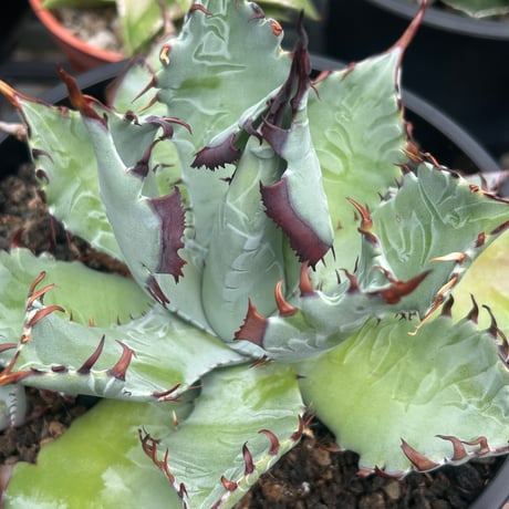 アガベ専門店 Heart plants.